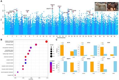 Genomic selection analysis of morphological and adaptation traits in Chinese indigenous dog breeds